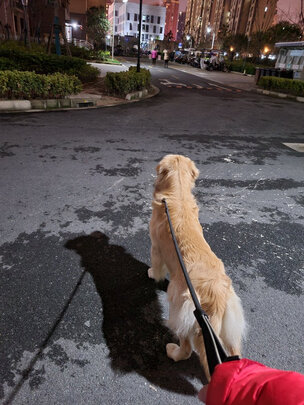 狗狗雨衣