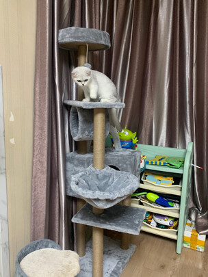 猫爬架