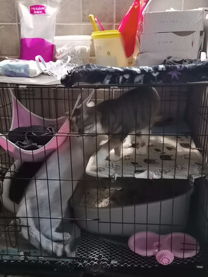 猫笼