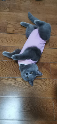 猫咪手术服