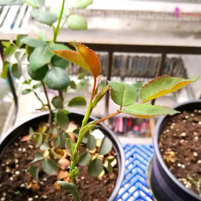 植物生长灯