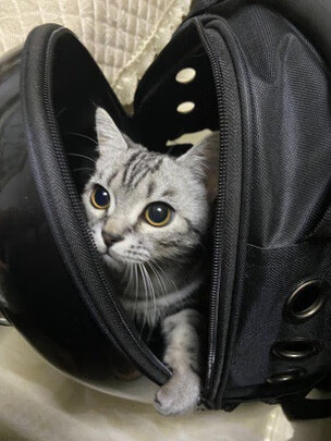 猫包