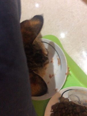 猫粮罐头