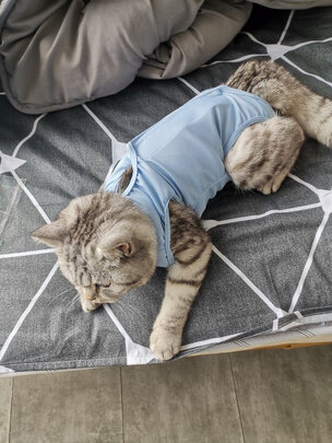 猫咪手术服