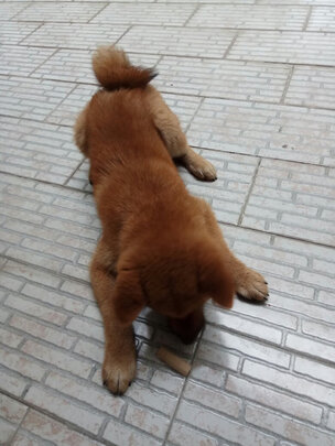 狗狗磨牙棒