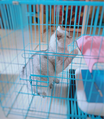 猫笼