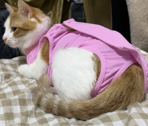 猫咪手术服