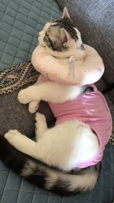猫咪手术服