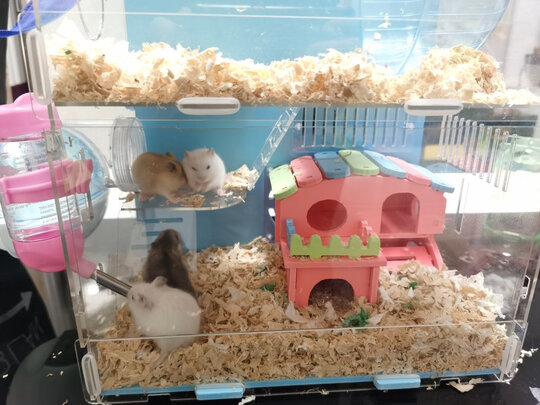 仓鼠笼子