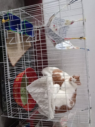  猫笼