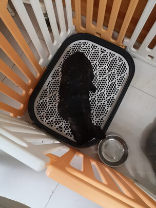 狗厕所