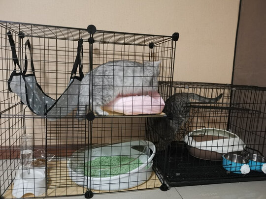 豆腐猫砂