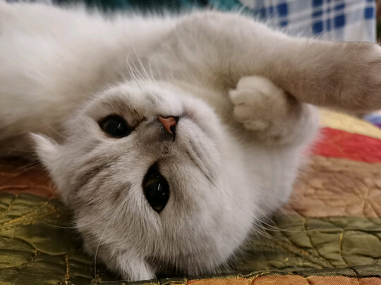 猫粮罐头