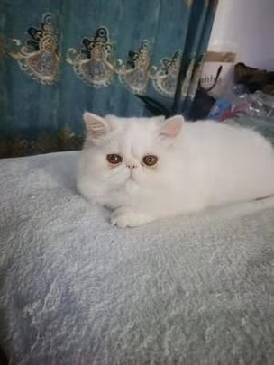 狗狗除臭剂