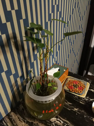桌面鱼缸