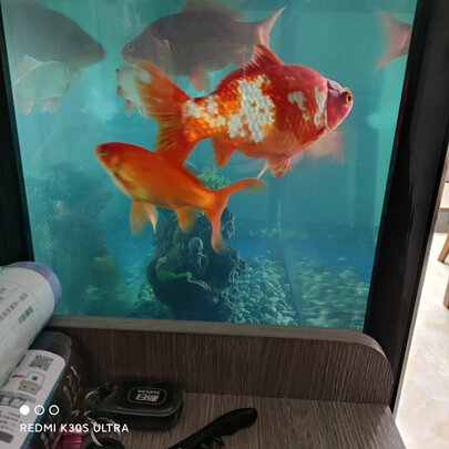 鱼缸净水剂