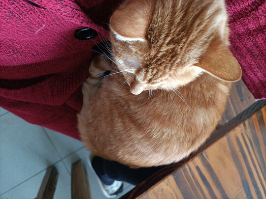 猫粮