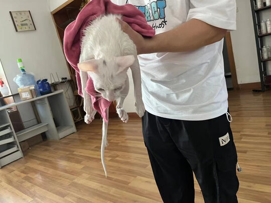 狗狗除臭剂