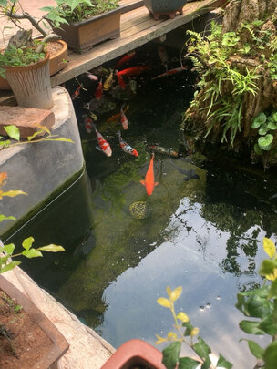 鱼缸水草灯