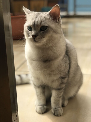 猫粮