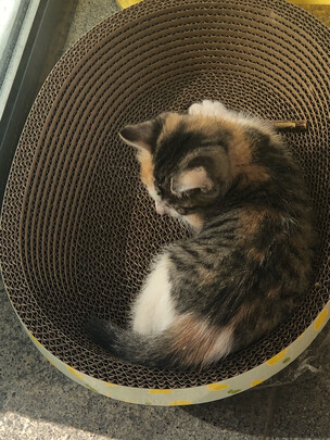 猫窝