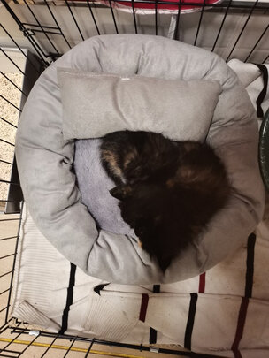 猫窝