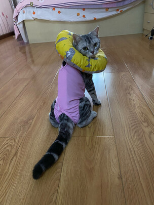 猫咪手术服