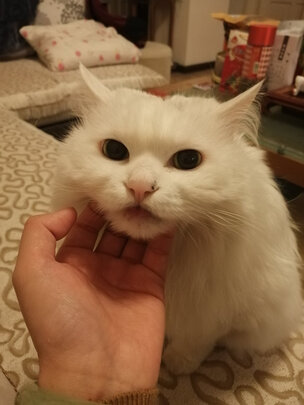 猫零食