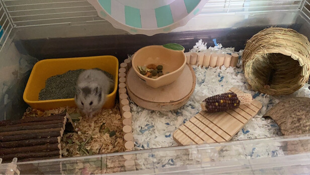 仓鼠木屑