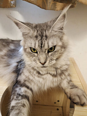 豆腐猫砂