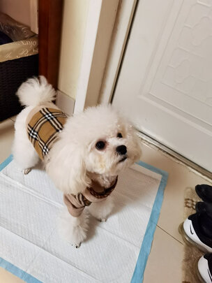 宠物纸尿裤