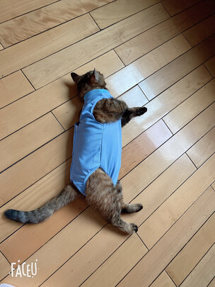 猫咪手术服