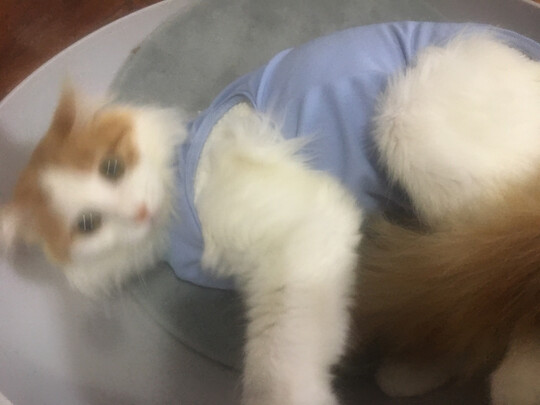 猫咪手术服