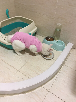 猫咪手术服