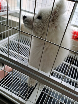  狗笼