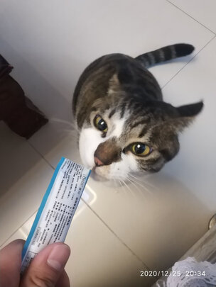 猫条猫零食