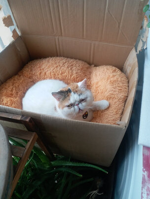 猫罐头