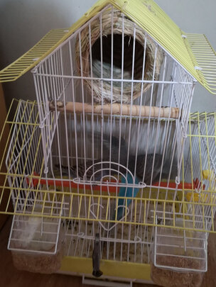 鸟粮