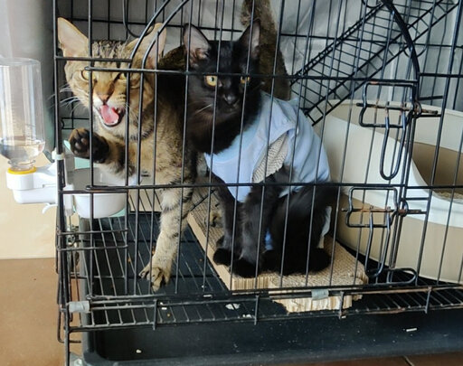 猫咪手术服