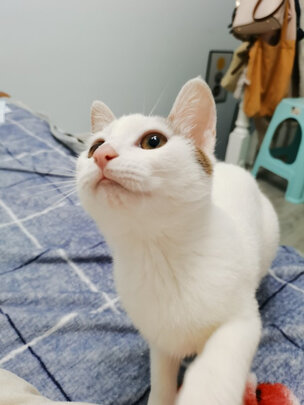 猫包