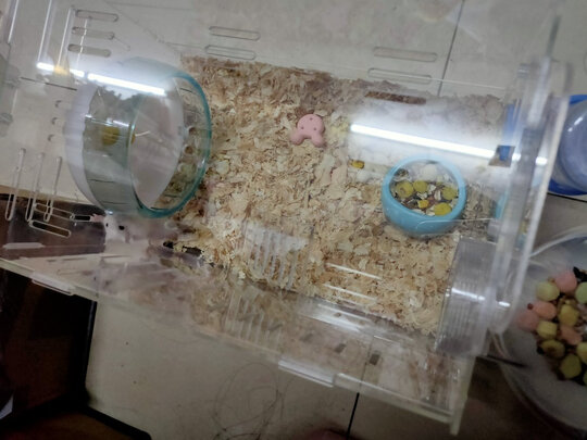 仓鼠水壶