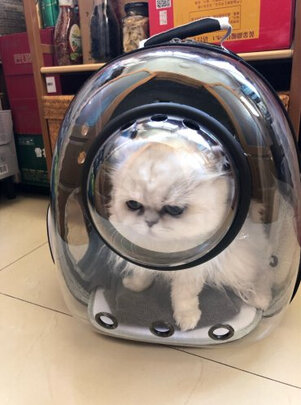 猫包