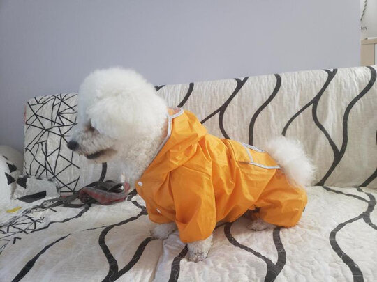 狗狗雨衣