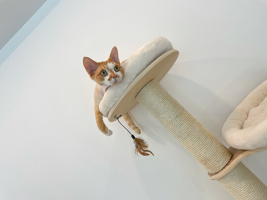 猫爬架