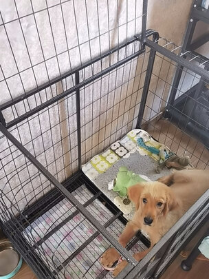  狗笼