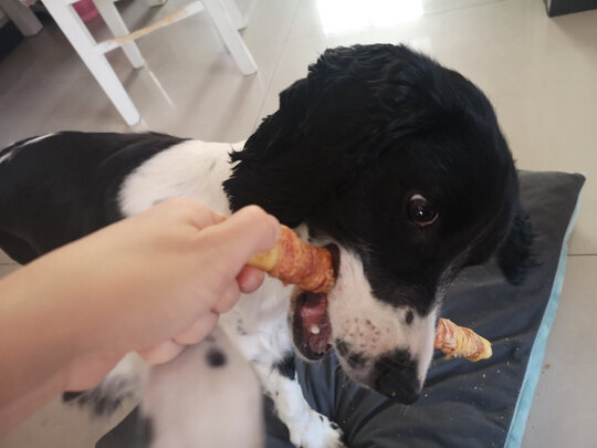狗狗磨牙棒