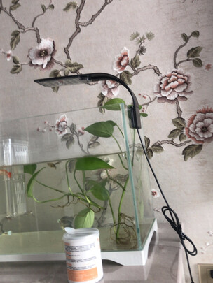 鱼缸水草灯