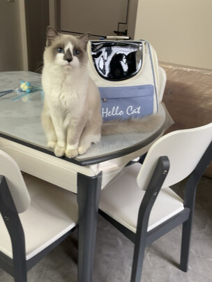 猫包