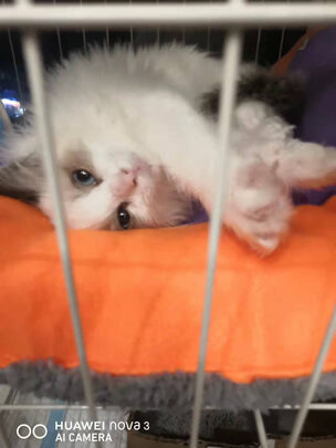  猫笼