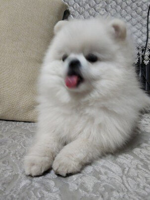 狗狗除臭剂
